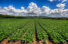 Fields, Cloud and South Mountain